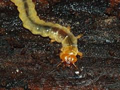 Fire-colored Beetle (larva)